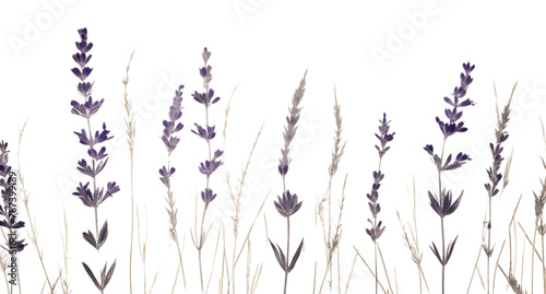 PNG  Real pressed lavender flowers backgrounds plant herb photo