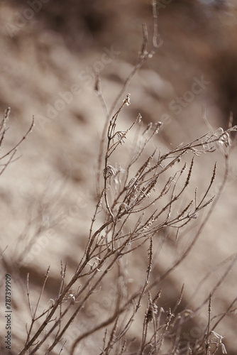Dry branch in meadow. Nature background delicate plants.