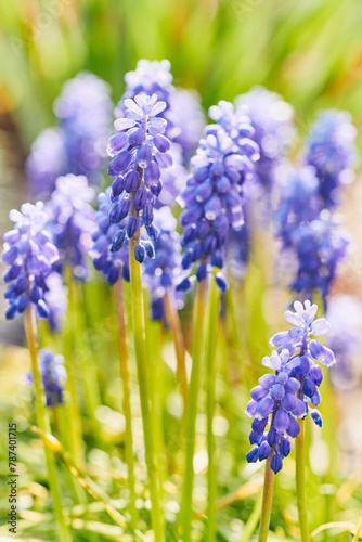 Muscari flower close-up. Bright natural green background.