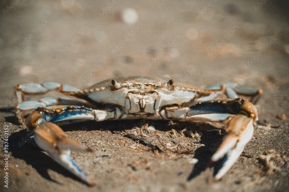 Crab on the sand Crab on the sand