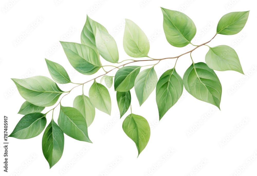 Fototapeta premium PNG Green leaves green plant leaf