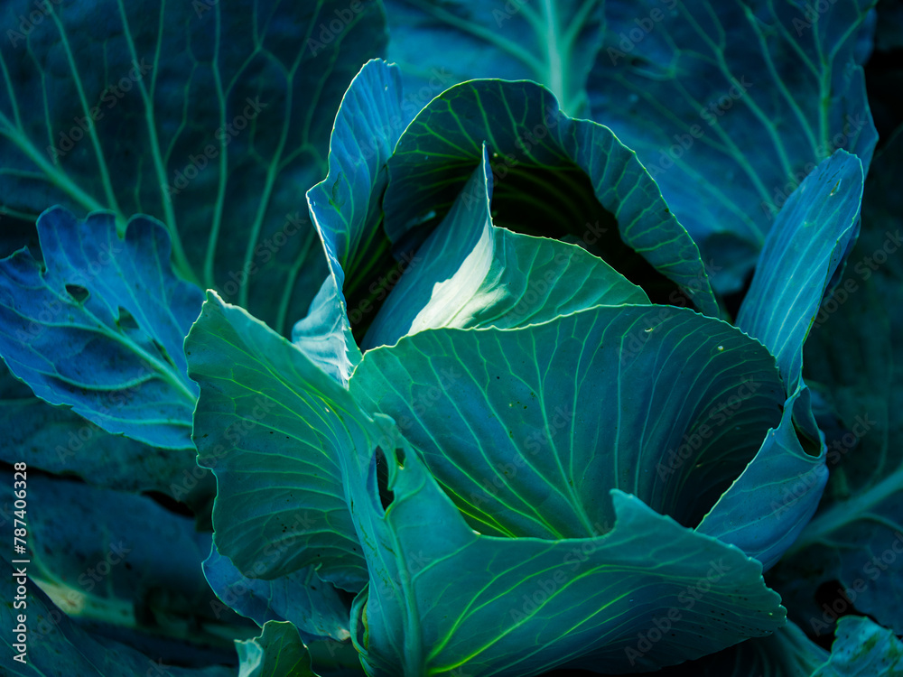 Obraz premium High-quality photo of a cabbage, highlighting its natural beauty and detail; perfect for use in gardening or culinary contexts.