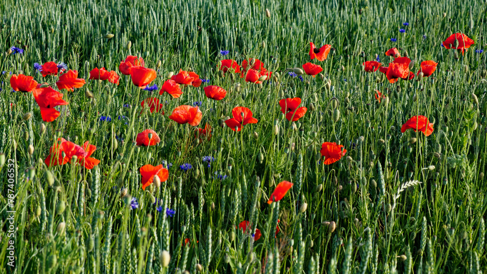 A field of green grass with scattered bright red poppies and small blue flowers.