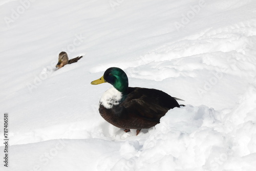 Pommernente im Schnee photo