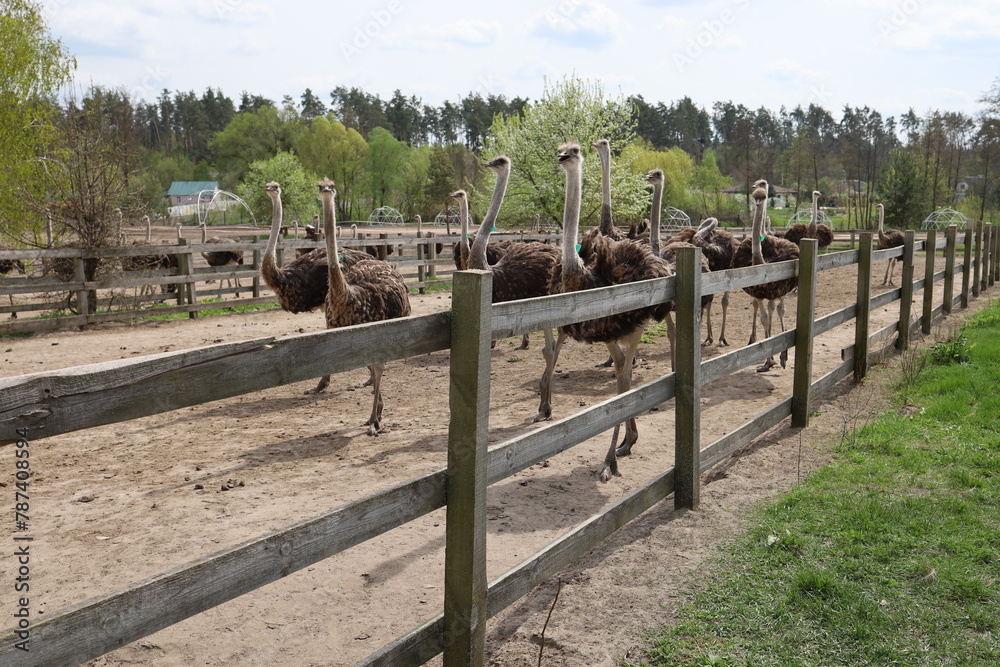 A flock of young ostriches is walking in the enclosure. An ostrich farm. Yasnohorodka, Ukraine.