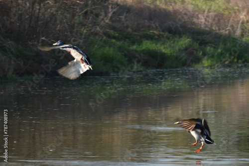 Wildente, Stockente, Anas platyrhynchos