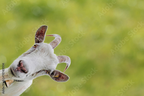 Ein neugieriger weißer Ziegenbock mit Hörnern und Glocke vor einem grünen Hintergrund © Astrid Gast