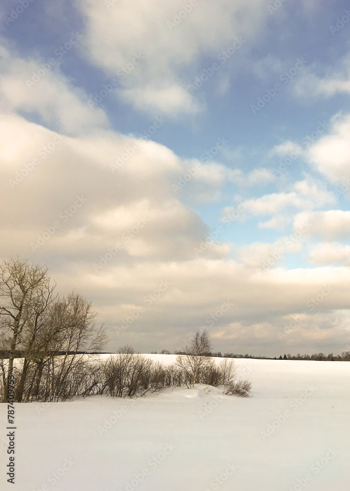 Small brush line surrounded by a snow covered pasture on a bright day Small brush line surrounded by a snow covered pasture on a bright day