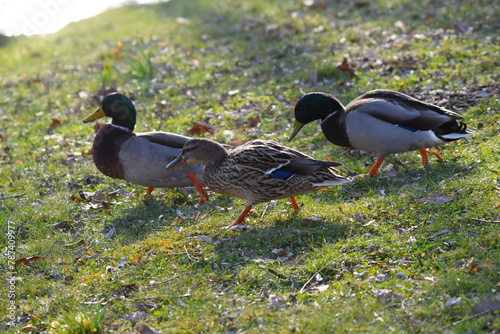 Wildente,  Stockente,   Anas platyrhynchos photo