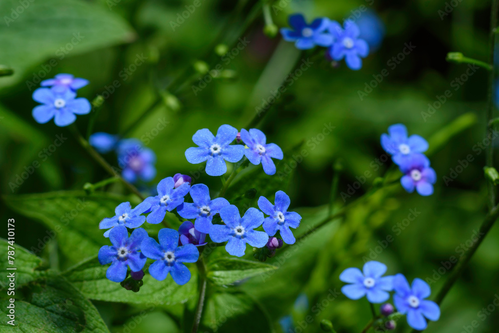 Fototapeta premium forget me not flowers