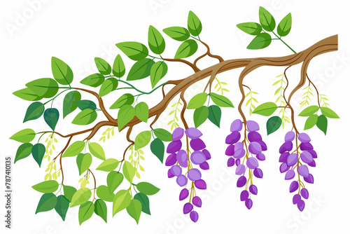 Glycine climbing along tree branches against a white background