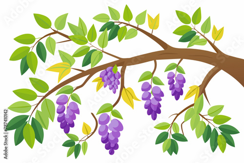 Glycine climbing along tree branches against a white background