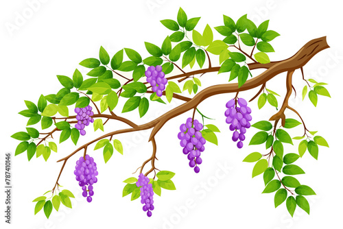 Glycine climbing along tree branches against a white background