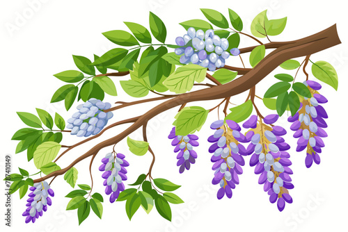 Glycine climbing along tree branches against a white background