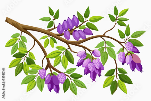 Glycine climbing along tree branches against a white background