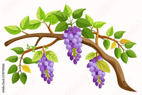 Glycine climbing along tree branches against a white background