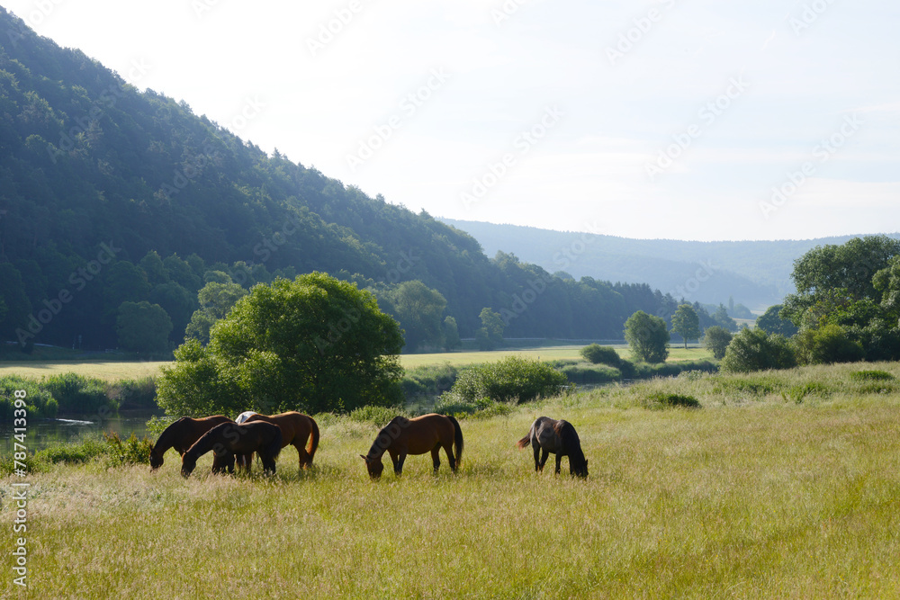 Pferde auf der Weide