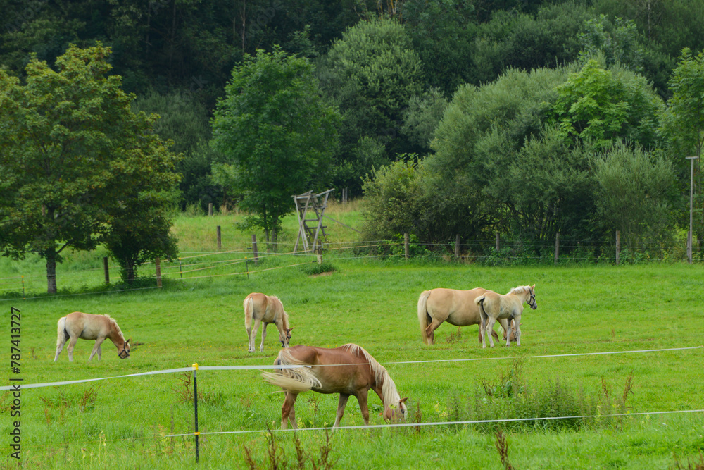 Obraz premium Pferde auf der Weide