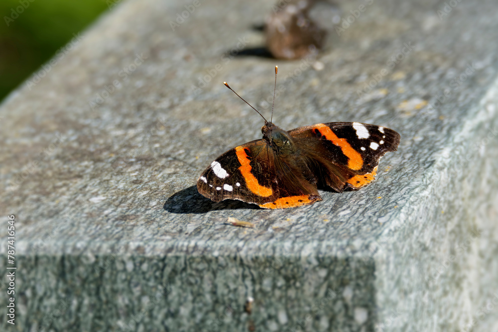 Red admiral butterfly (Vanessa Atalanta) sitting on stone in Zurich, Switzerland Red admiral butterfly (Vanessa Atalanta) sitting on stone in Zurich, Switzerland