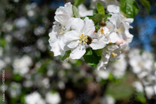 Frühling im Garten. Biene und Blüte