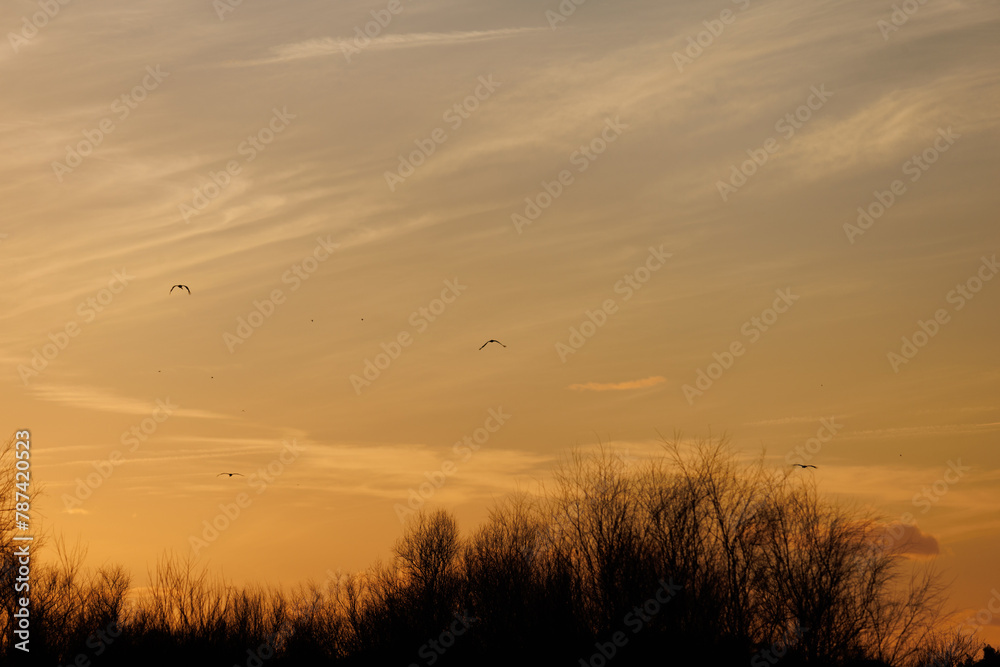 Puesta de sol con aves en el Parque Nacional de Doñana, Andalucía. España