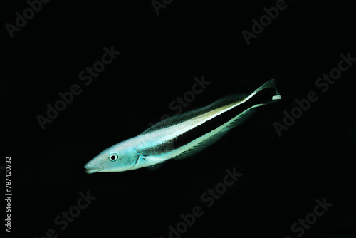 blue blanquillo or Sand tilefish (Malacanthus latovittatus)  photo