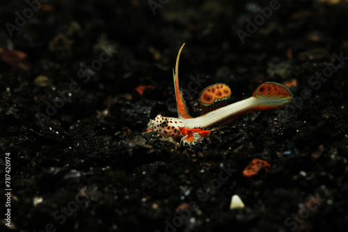 Spikefin goby (Discordipinna griessingeri) miniature fish for nano aquarium photo
