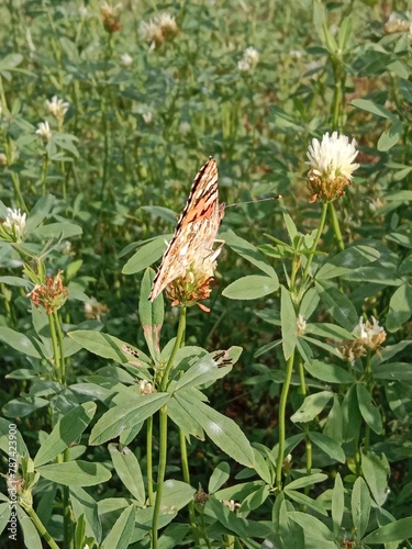 Butterfly collect nectar or pollens from the trifolium alexandrinum flower. butterfly collect nectar or pollens from Egyptian clover, berseem clover flower  photo