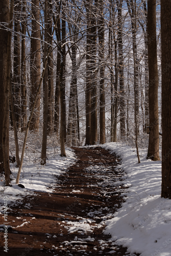 Such a pretty winter scene in a wooded area. White powdery snow lays all around. A brown path cuts through the woods. The brown trees lay on both sides without leaves on limbs showing a cold season. Such a pretty winter scene in a wooded area. White powdery snow lays all around. A brown path cuts through the woods. The brown trees lay on both sides without leaves on limbs showing a cold season.