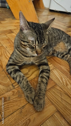 Playful Tabby Cat on Wooden Floor