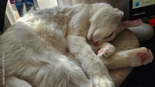 Peaceful White Cat Napping