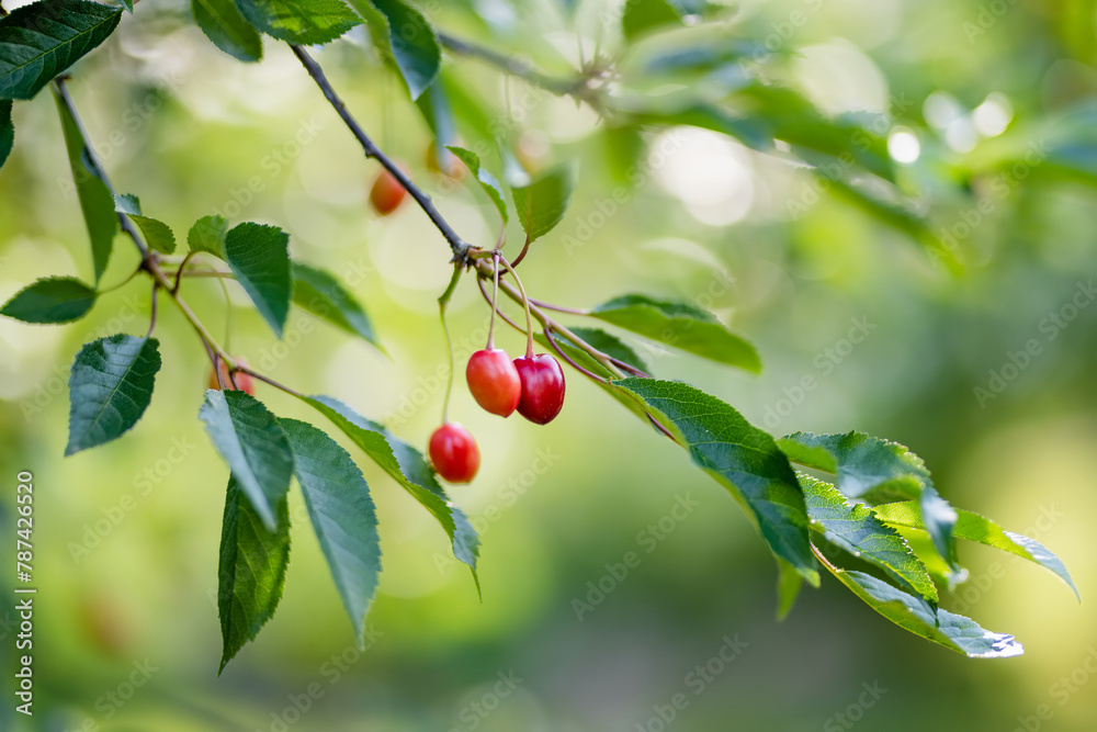 Ripening cherry fruits on a cherry tree branch. Harvesting berries in cherry orchard on sunny summer rain.