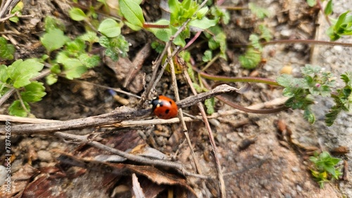 Ladybug on a Twig in Nature © nikolettamuhari