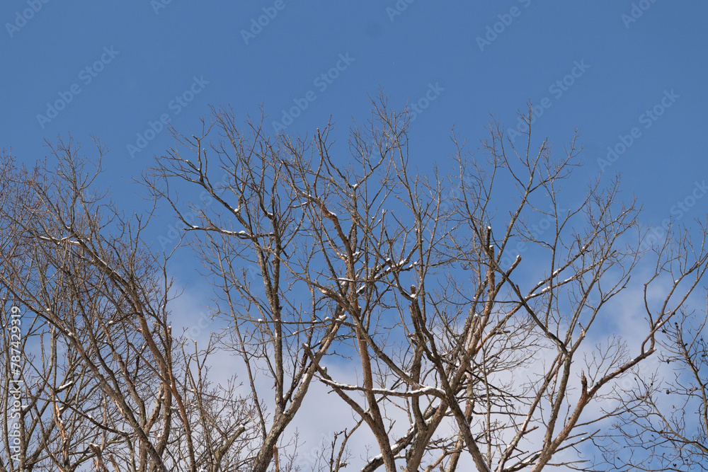 This is a look of branches stretching into the sky. The beautiful limbs of these trees are bare from leaves due to the winter season. I love how these beautiful brown parts of the tree look. This is a look of branches stretching into the sky. The beautiful limbs of these trees are bare from leaves due to the winter season. I love how these beautiful brown parts of the tree look.