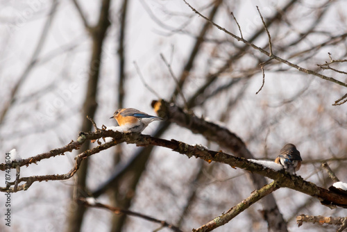 This cute little bird is sitting on this brown branch in the woods. The pretty colors of this bird stand out with his orange and white belly. Snow sits on the bare limbs showing winter.