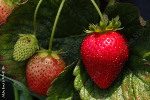 Ripe Strawberry With Ripening Strawberries (Fragaria x ananassa)