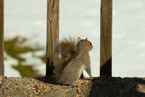 Cute little gray squirrel is looking on. I love his big busy tail that is pressed to his bad. His little rodent ears standing straight up. His big black eyes open so wide. Snow is in the background.