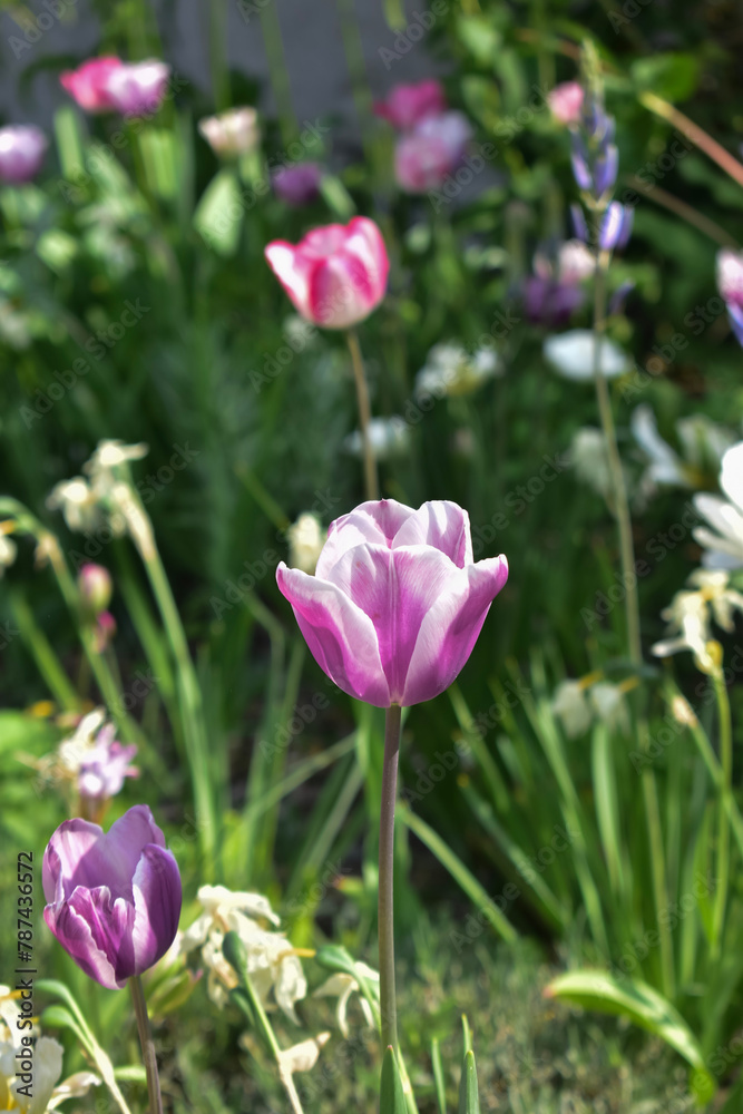 Tulips Tulips