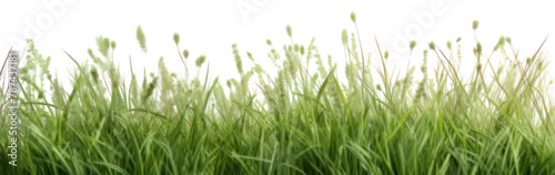 Obraz  z motywem PNG Grass meadow backgrounds grassland outdoors.