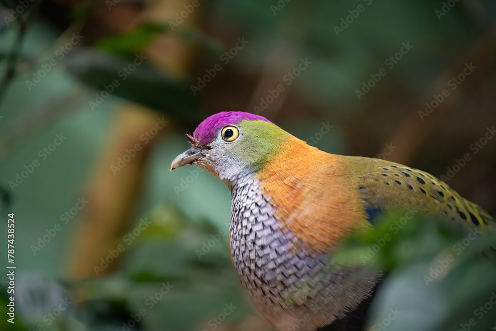Obraz premium Animals in the wild and in breeding