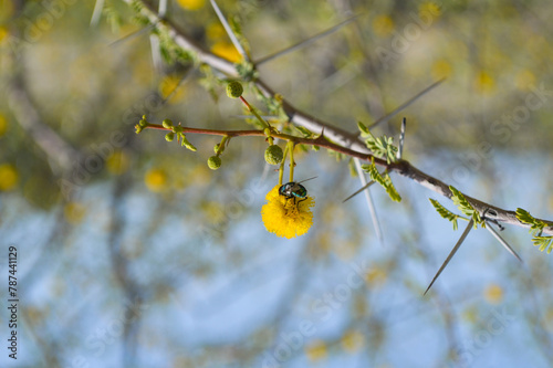 egyptian acacia yellow flower leaves on a branch, wild fly natural blue sky background