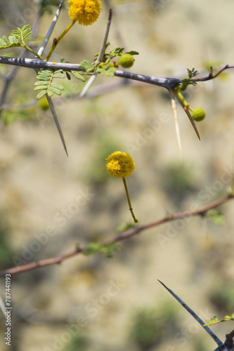yellow flowers on a branch. close up of vachellia nilotica tree egyptian acacia