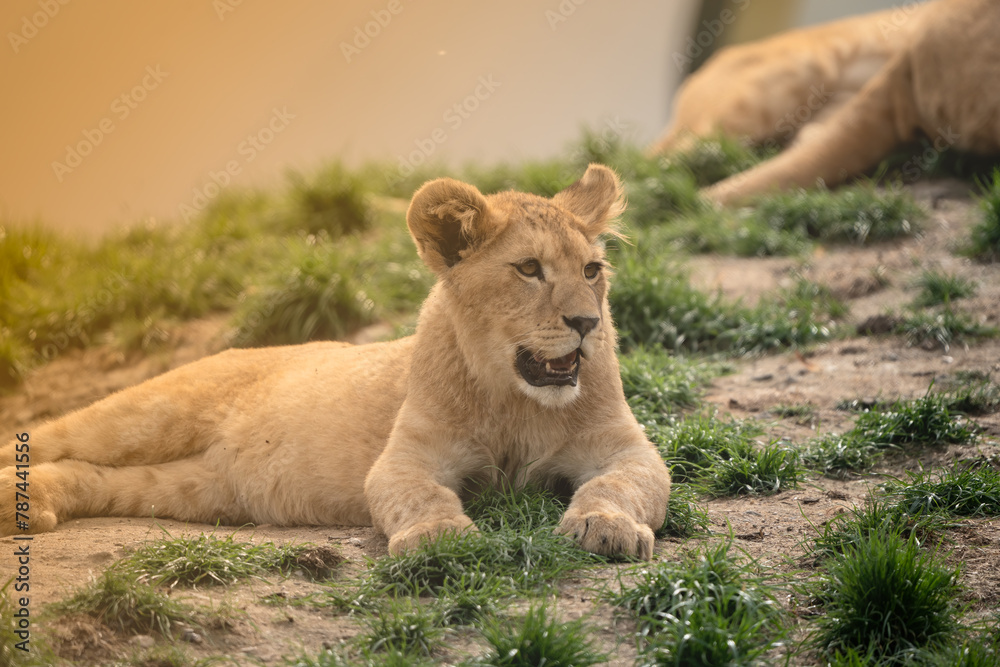 Animals in the wild and in breeding Animals in the wild and in breeding
