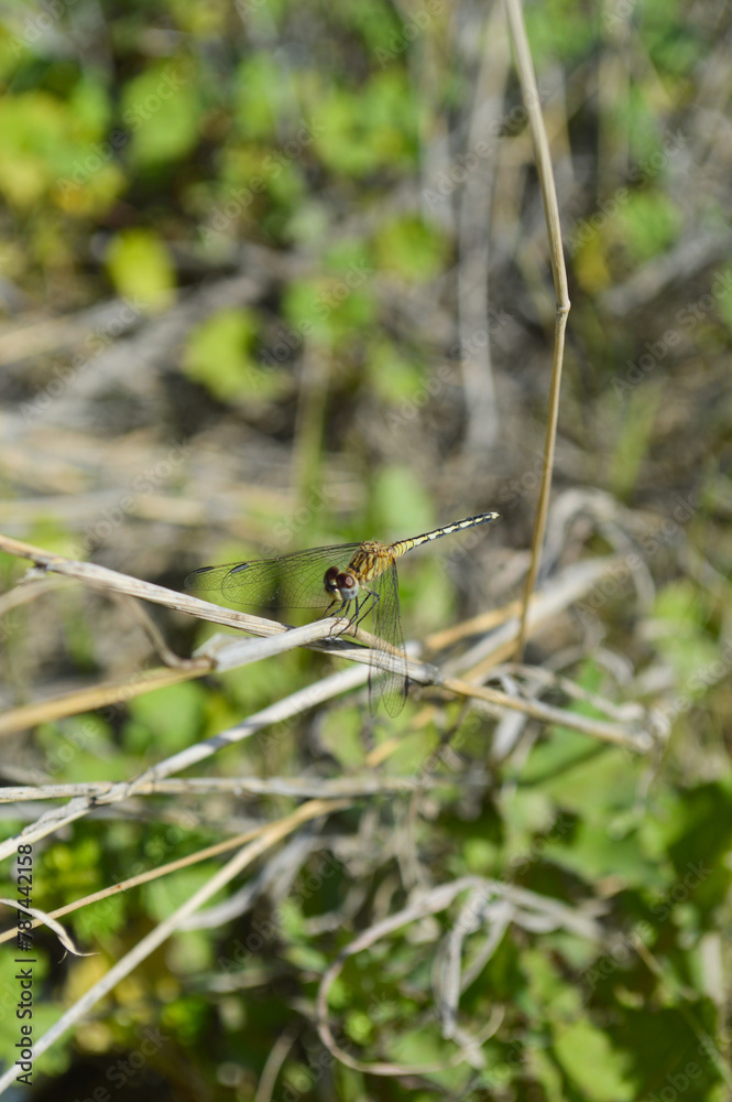dragonfly on a green leaf, nature diplacodes nebulosa animal dragonfly on a green leaf, nature diplacodes nebulosa animal