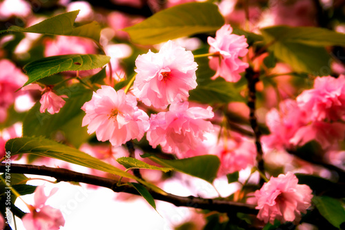 pink cherry blossom in spring