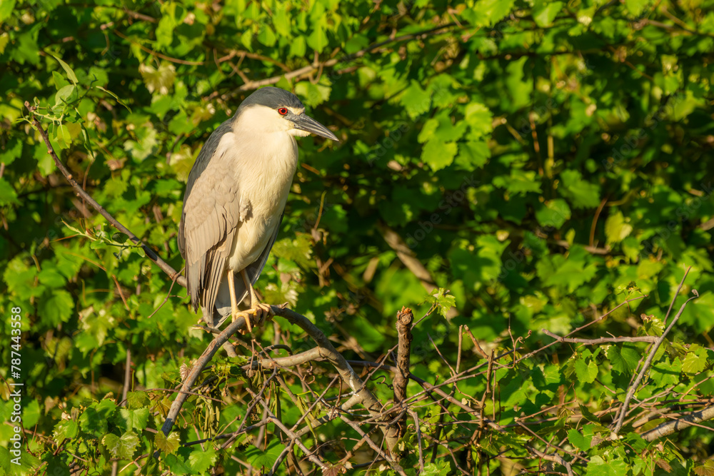 Black-crowned night heron Perched don a tree branch Black-crowned night heron Perched don a tree branch