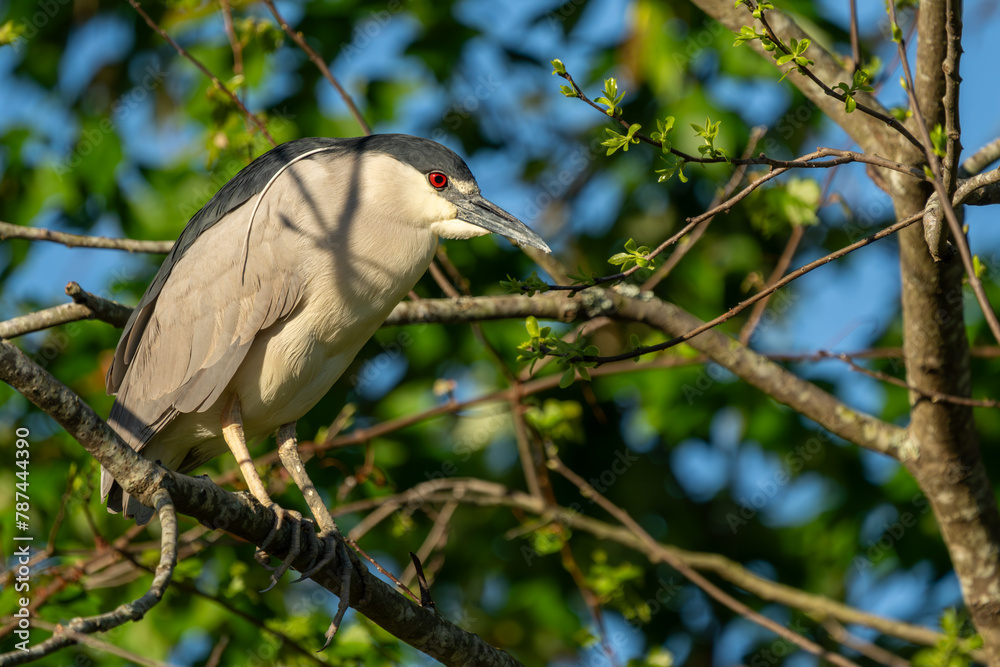 Black-crowned night heron perched on a tree branch Black-crowned night heron perched on a tree branch