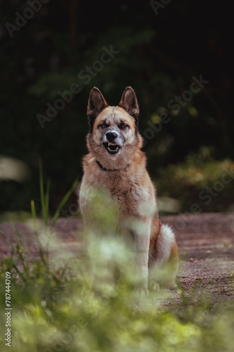 Portrait of German Shepherd Dog
