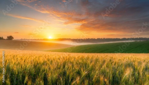 field of wheat  © victoriap_107