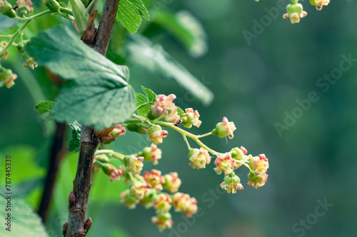 Blüten im Frühling